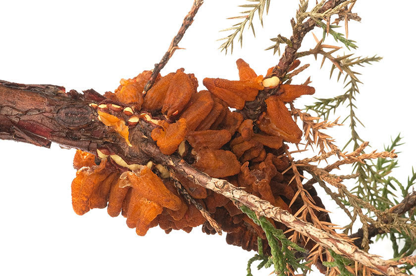 Rouille grillagée du poirier