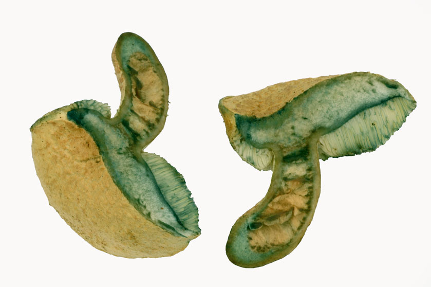Bolet bleuissant