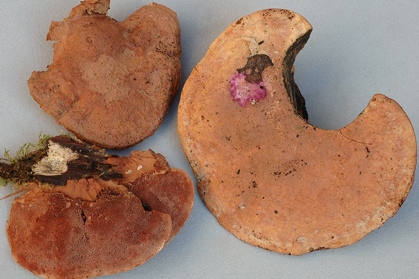Polypore rutilans