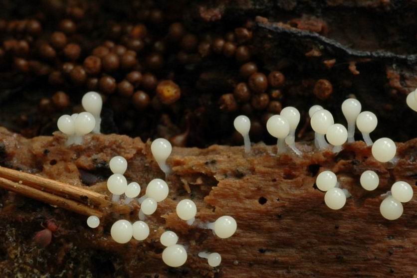 Hemitrichia clavata. MORSBACH (Moselle) le 4 octobre 2005