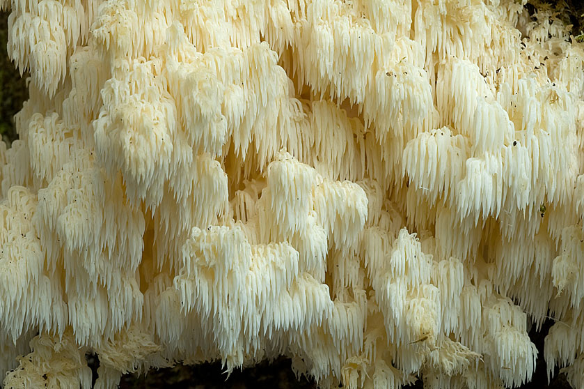 Hydne corail des résineux