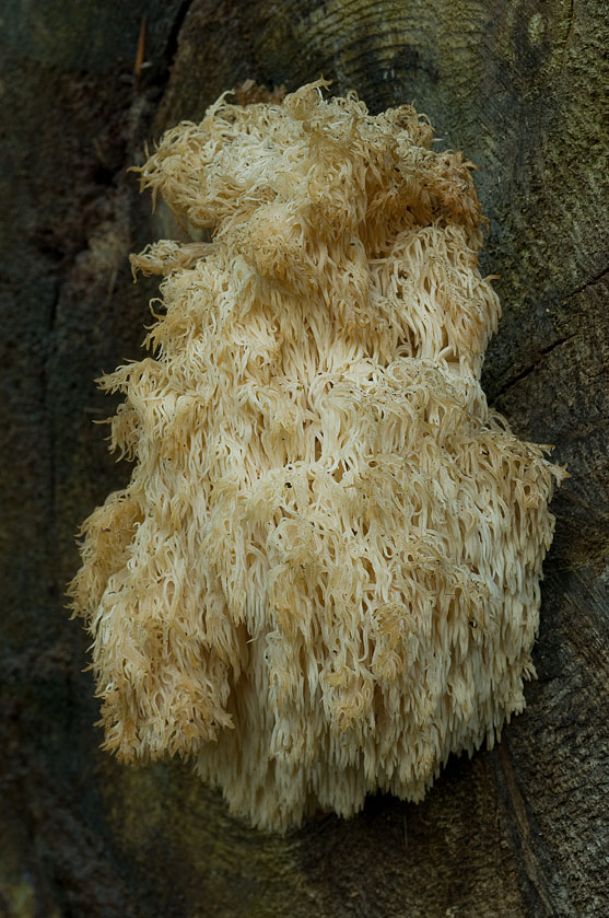 Hydne corail des résineux