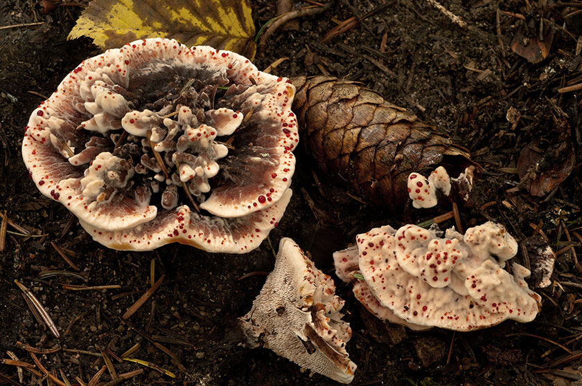 Hydnellum peckii