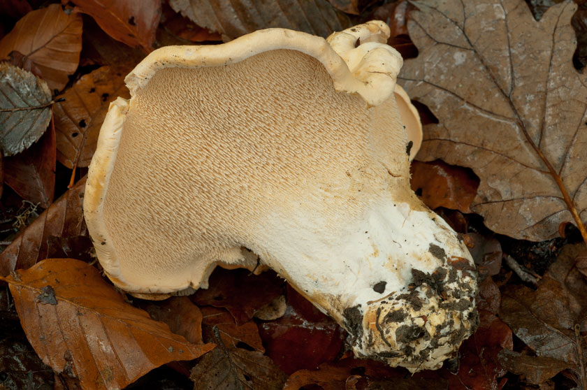 Pied-de-mouton
