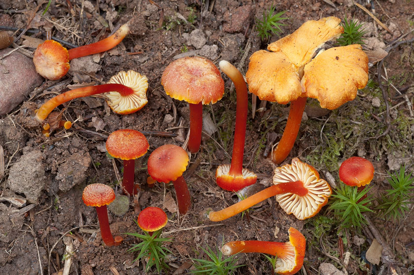Hygrocybe cantharellus