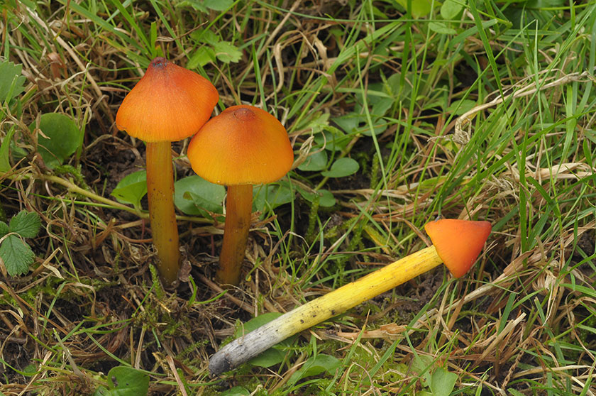 Hygrophore conique