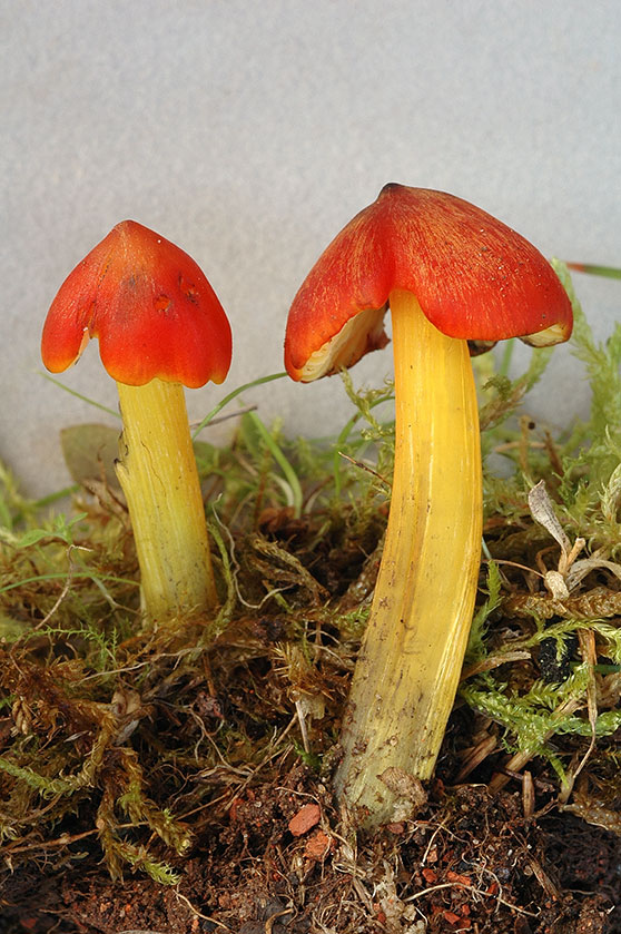 Hygrophore conique