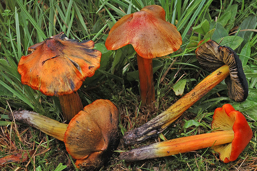 Hygrophore conique