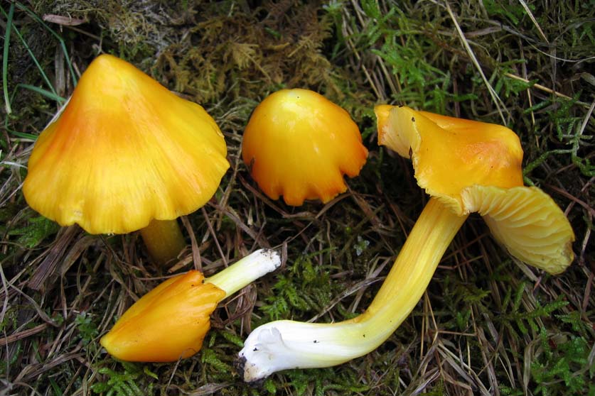 Hygrophore de Konrad