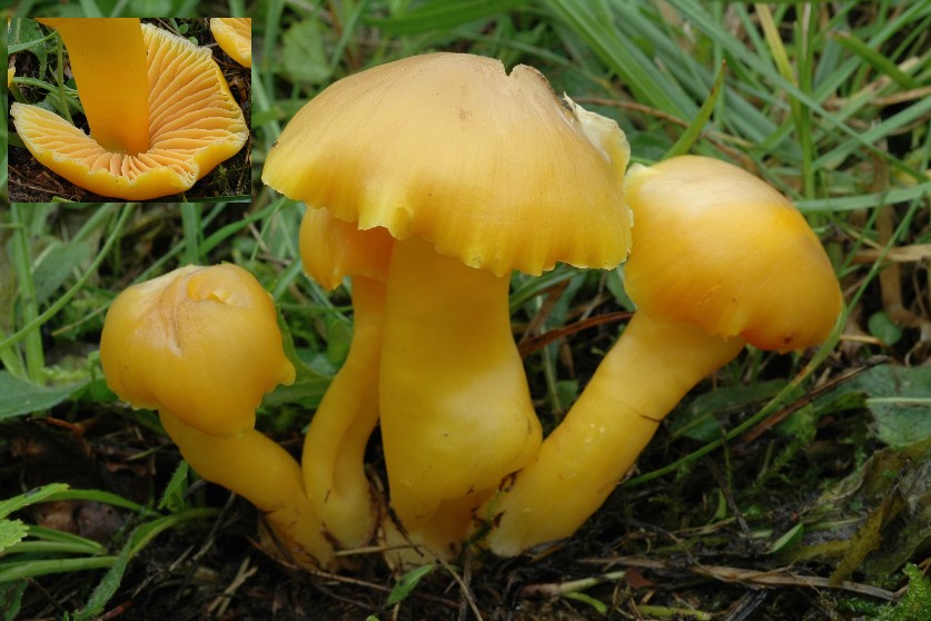 Hygrophore tranquille