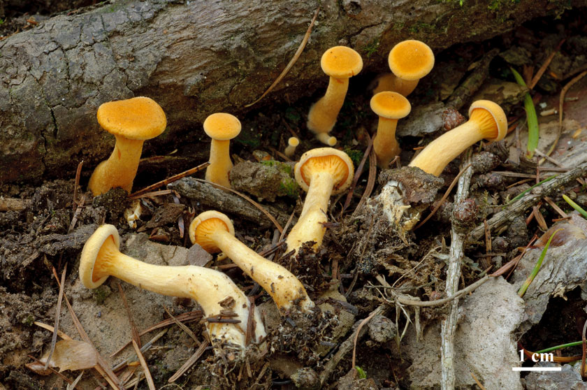 Fausse-girolle, Clitocybe orangé