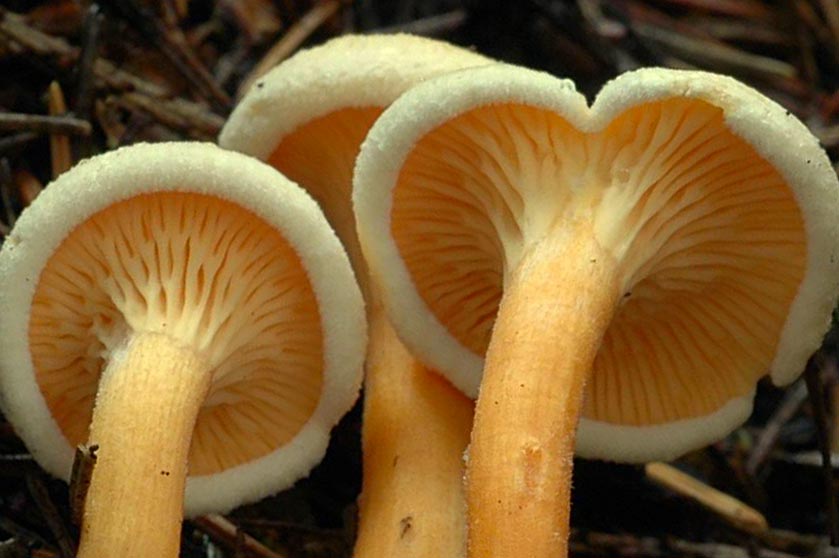 Fausse-girolle, Clitocybe orangé