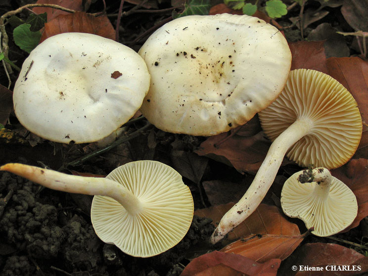 Hygrophore à centre jaune