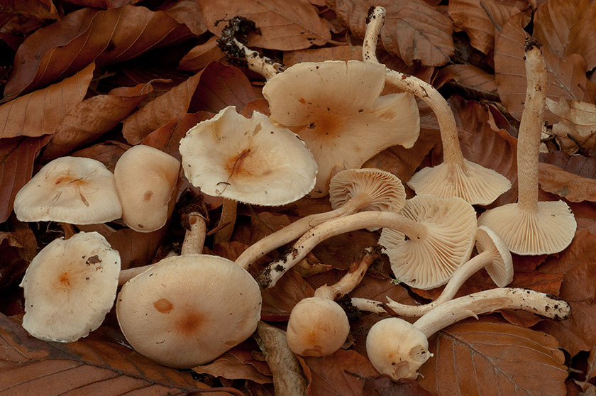 Hygrophore de Lindtner