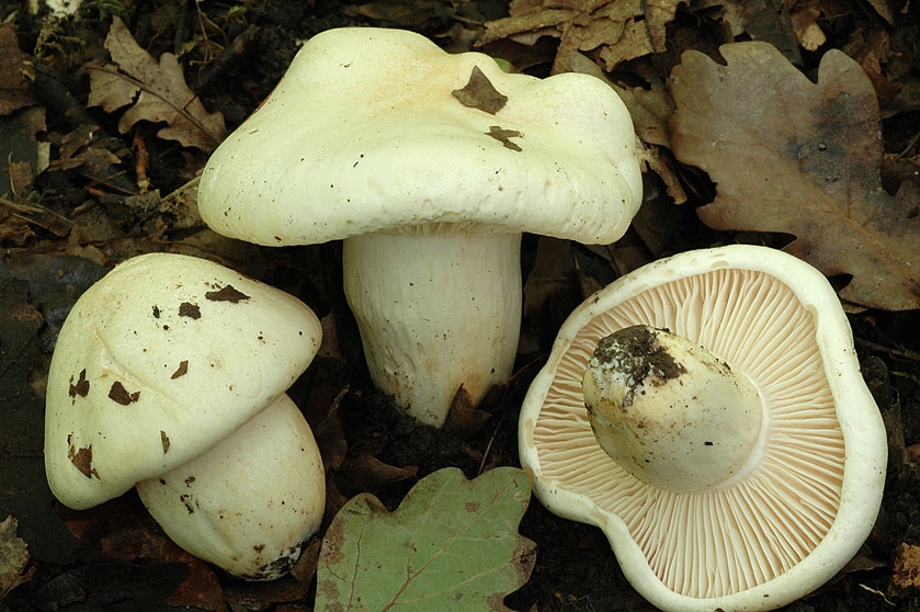 Hygrophore de l'office, Hygrophore du buffet