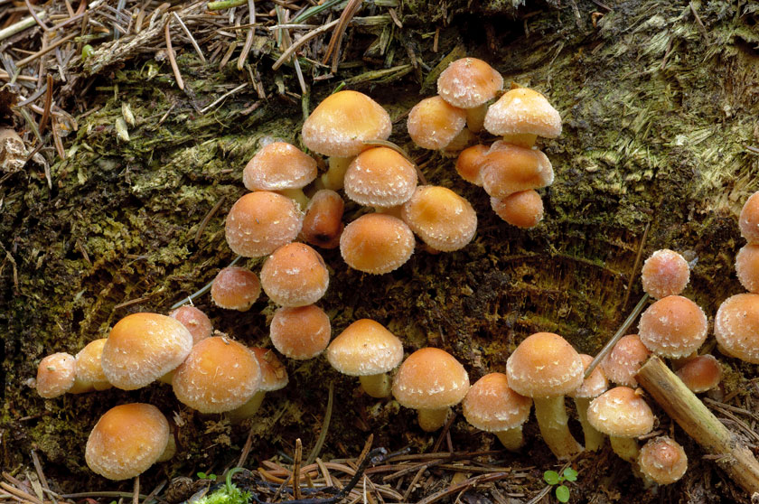 Hypholome en touffes