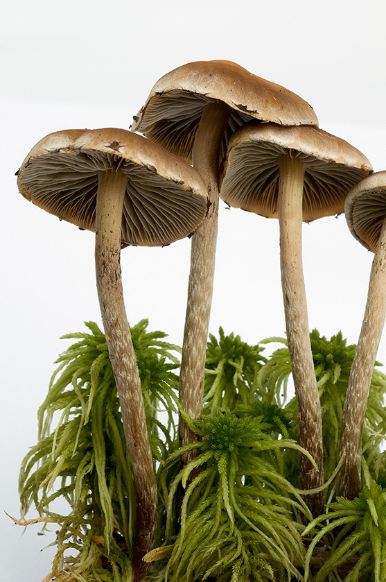Hypholoma marginatum