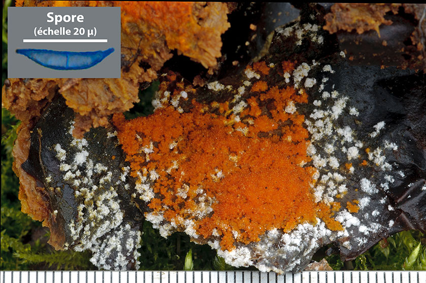 Hypomyces aurantius