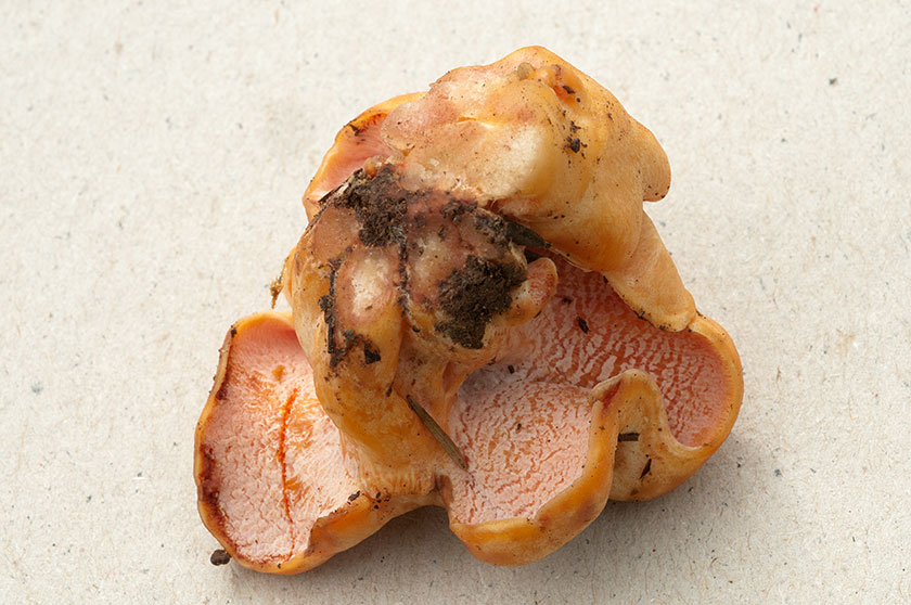 Hypomyces couleur de brique