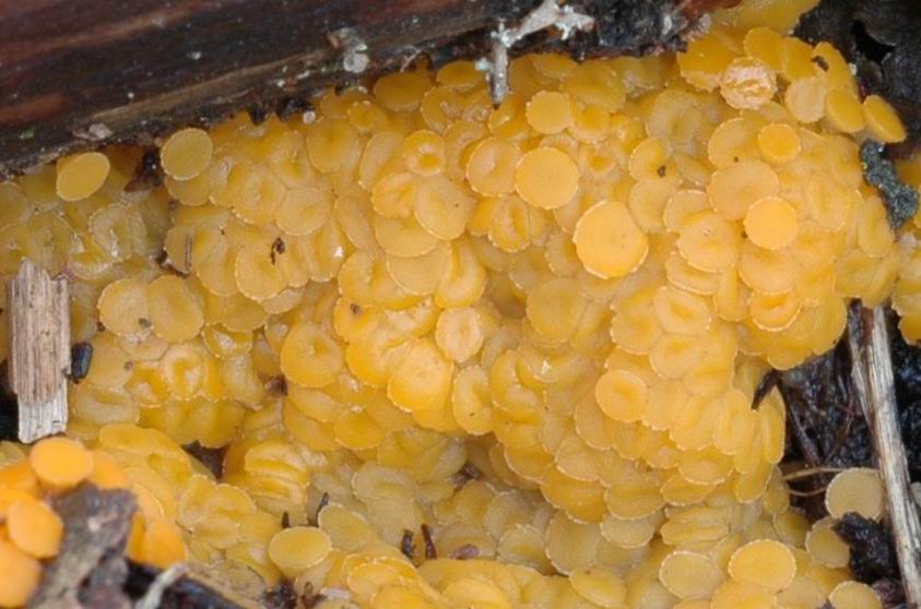 Inermisia fusispora. Croissant à terre et sur de petits débris végétaux. Diamètre des apothécies : 2 millimètres