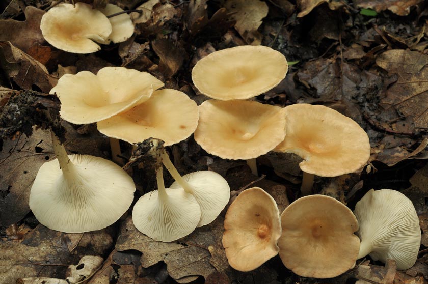 Clitocybe en entonnoir