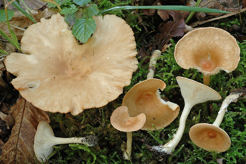 Clitocybe en entonnoir