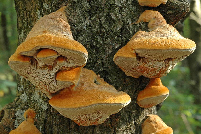 Polypore couleur de rhubarbe, Polypore roux