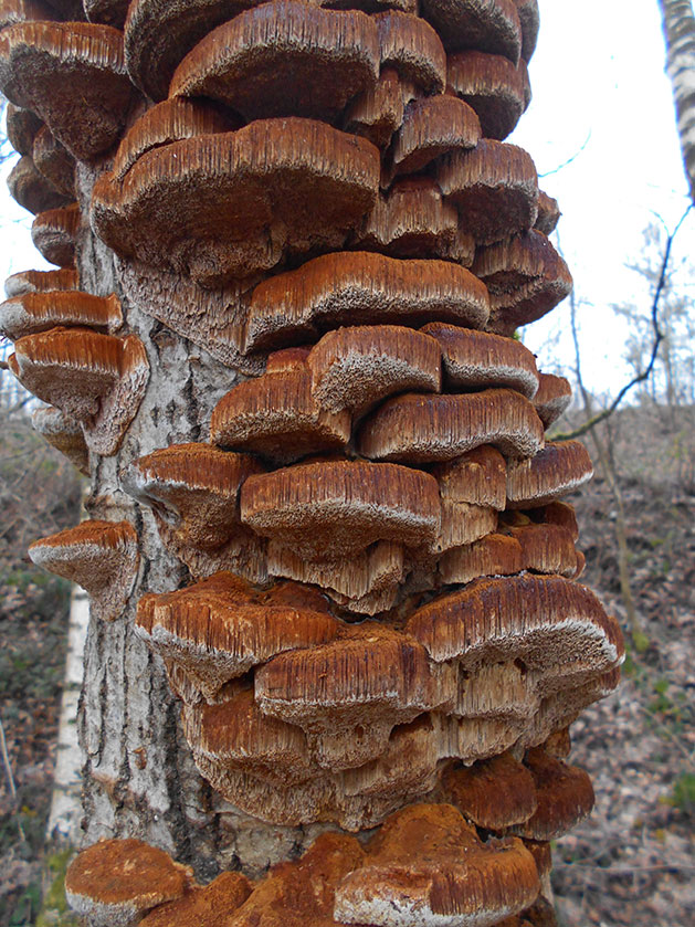 Polypore couleur de rhubarbe, Polypore roux