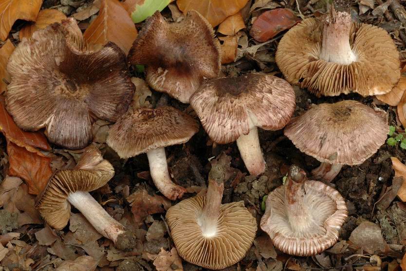 Inocybe du Jura. SARREBOURG (Moselle) le 21 octobre 2005