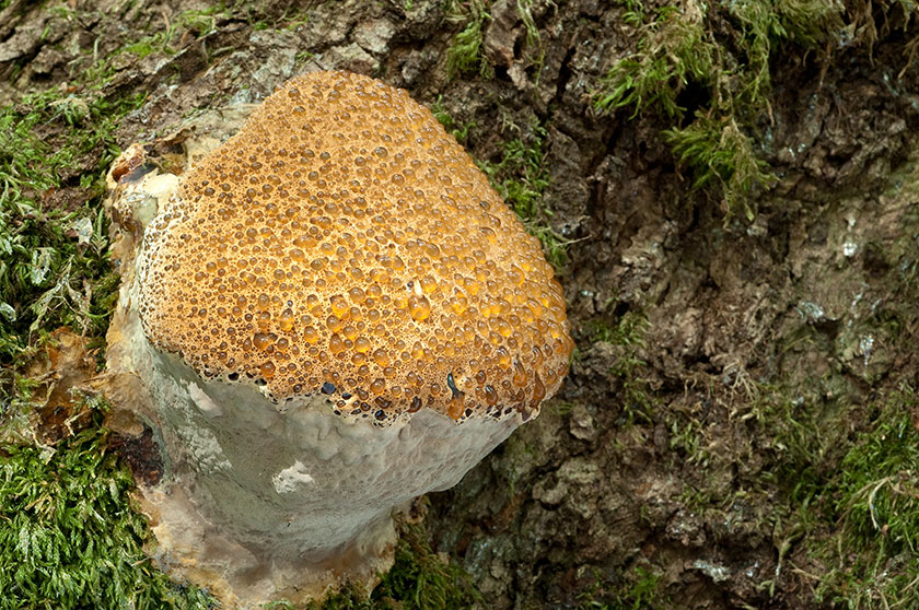Inonotus du chêne