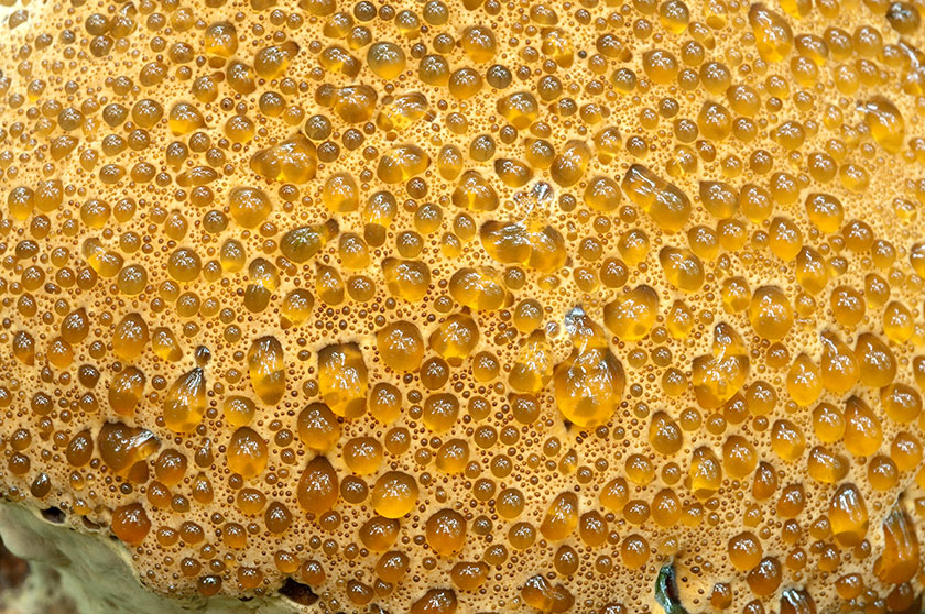 Inonotus du chêne