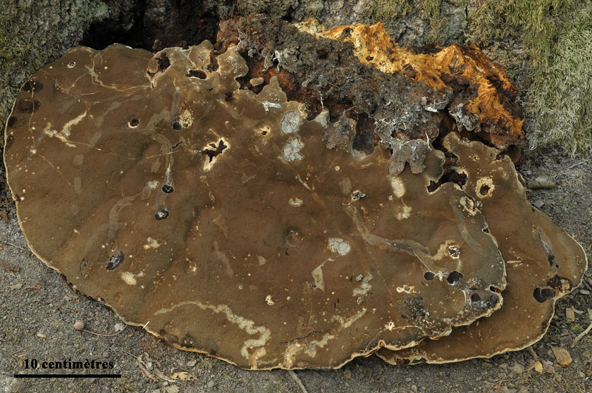 Inonotus du chêne