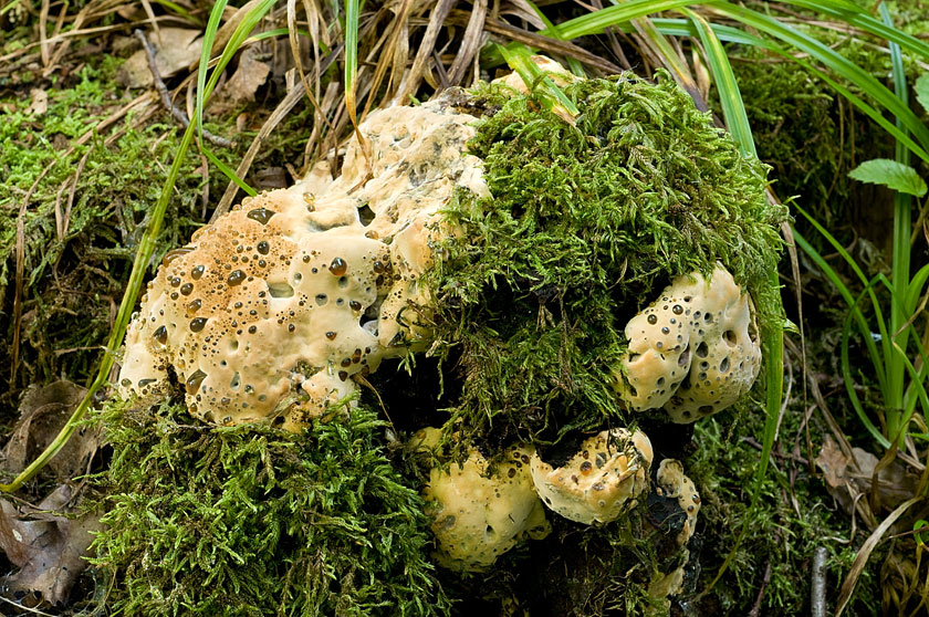 Inonotus du chêne
