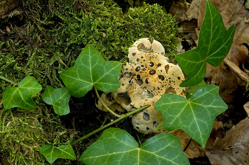 Inonotus du chêne