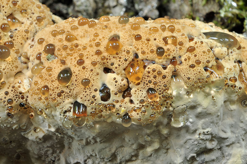 Inonotus du chêne
