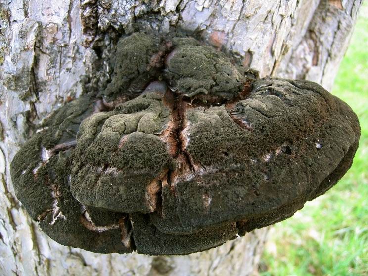 Polypore hérissé, Polypore hispide