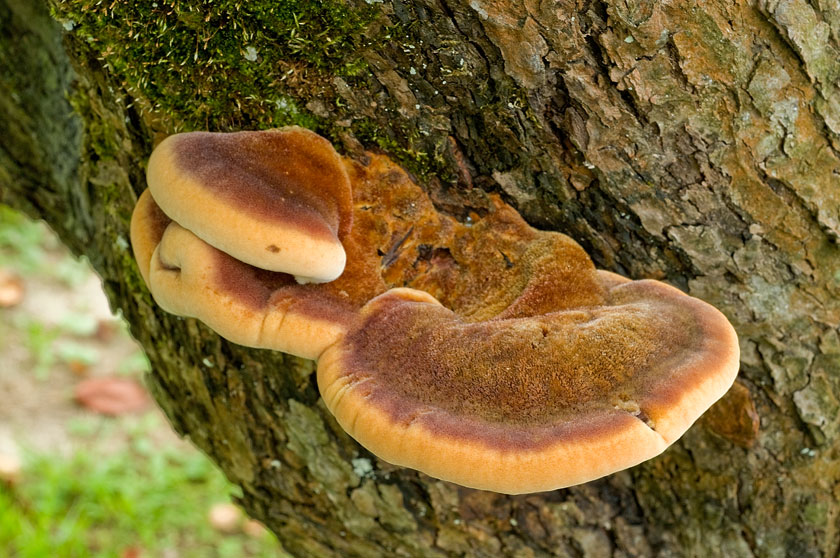 Polypore hérissé, Polypore hispide