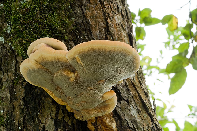 Polypore hérissé, Polypore hispide