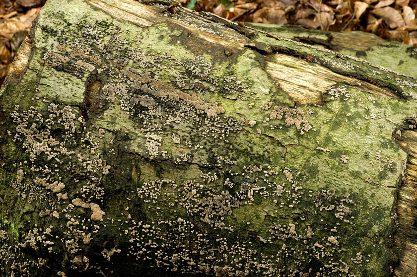 Jackrogersella cohaerens