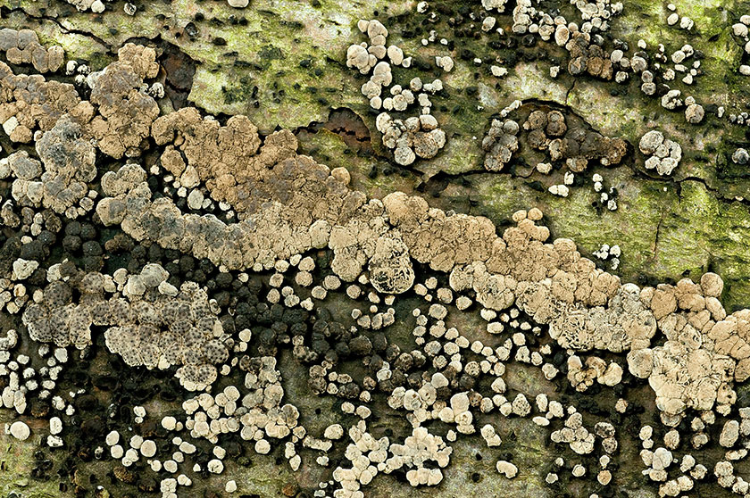 Jackrogersella cohaerens