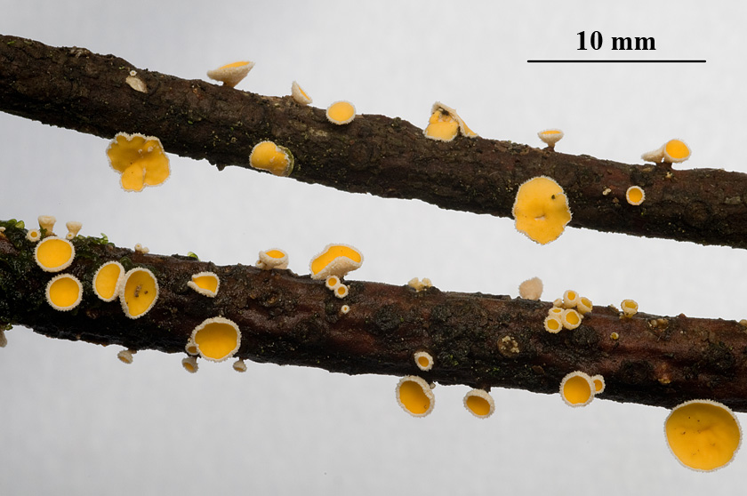 Lachnellula subtilissima