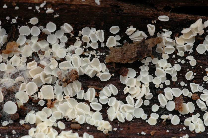Lachnum virgineum. MORSBACH (Moselle) le 17 décembre 2005 dans une fissure à l'intérieur d'un tronc mort de hêtre très dégradé au sol. Chaque coupe mesure 2-3 millimètres