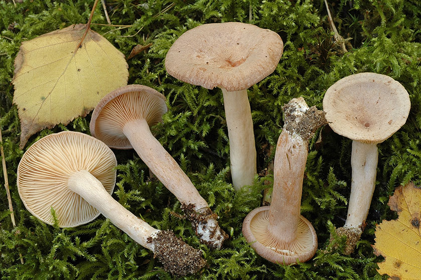Lactaire à odeur de noix de coco