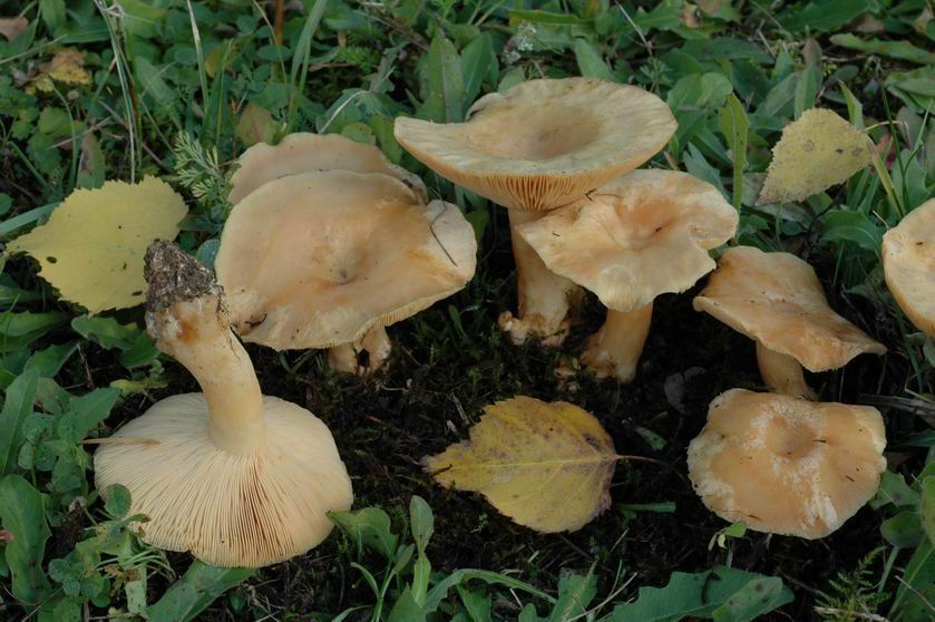 Lactaire pubescent. Photographié sous bouleau verruqueux
