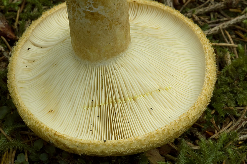 Lactaire scrobiculé