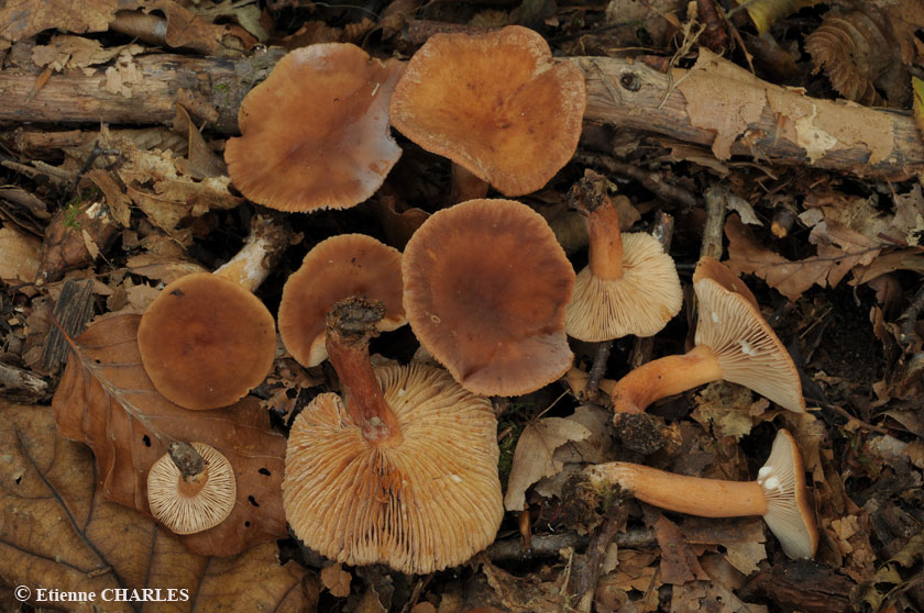 Lactaire presque doux, Lactaire caoutchouc
