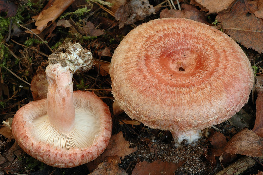 Lactaire à toison, Lactaire à coliques