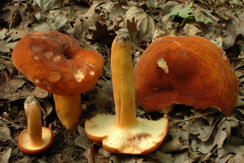 Lactaire à lait abondant, Vachotte