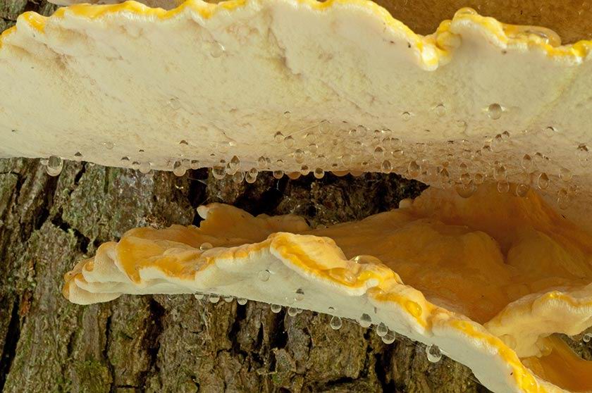 Polypore soufré