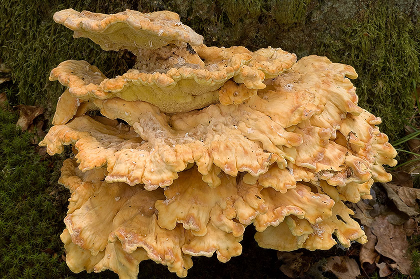 Polypore soufré